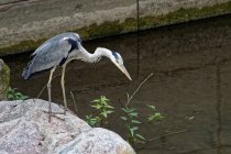 Heron standing on a rock, against blurred background — Stock Photo
