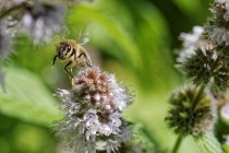 Bee landing on a flower, selective focus macro shot — Stock Photo