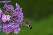 Бджола приземляється на квітку на розмитому тлі — стокове фото