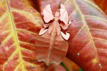 Вигляд крупним планом Phyllium комаха на листках — стокове фото