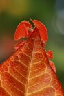 Vista de cerca de Phyllium insecto en las hojas, borrosa - foto de stock