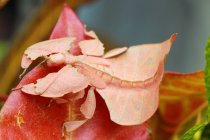 Phyllium Insekt auf Blättern vor verschwommenem Hintergrund — Stockfoto