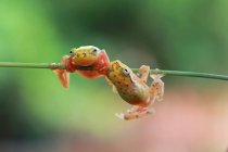 Philautus vittiger frogs, blurred background — Stock Photo