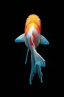 Goldfisch-Porträt auf dunklem Untergrund — Stockfoto
