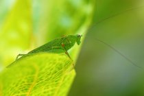 Close-up of a grasshopper against blurred background — Stock Photo