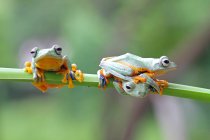 Three javan gliding tree frogs on a plant, closeup view — Stock Photo