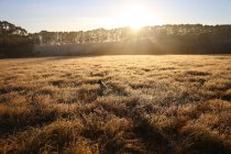 Scenic view of Dog sitting in a field in morning sunlight — Stock Photo