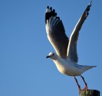 African seagull taking off against blue sky — Stock Photo