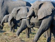 Manada de elefantes pastando na vida selvagem, Botsuana — Fotografia de Stock