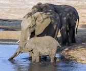 Tres elefantes bebiendo en un pozo de agua, Botswana - foto de stock