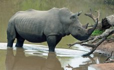 Rinoceronte de pie en el abrevadero, Mpumalanga, Sudáfrica - foto de stock