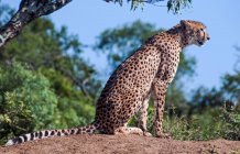 Ritratto di un ghepardo seduto su una roccia, Limpopo, Sudafrica — Foto stock