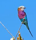 Lilac Breasted Roller pássaro empoleirado em um ramo, céu azul — Fotografia de Stock