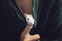 Fancy rat peering out from a man jumper — Stock Photo