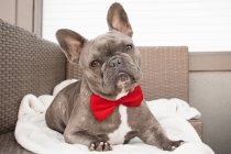 French Bulldog wearing a bow tie, closeup view — Stock Photo