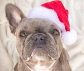 Französische Bulldogge mit Weihnachtsmütze, Nahaufnahme — Stockfoto