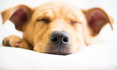Крупним планом вид на сплячого собаку-лабрабуля — стокове фото