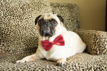 Pug cão vestindo um laço gravata no sofá — Fotografia de Stock