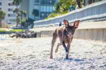 Немецкая короткошерстная пойнтерская собака бегает по пляжу — стоковое фото