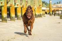 Chocolate Labrador cão Correndo na praia, vista close-up — Fotografia de Stock