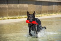 Black Shepherd dog running in ocean with toy — Stock Photo