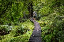 Rückansicht des Menschen Wandern, oberes Travers-Tal, Nelson-Seen-Nationalpark, Neuseeland — Stockfoto