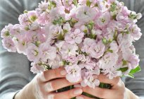 Donna che tiene mazzo di fiori rosa — Foto stock