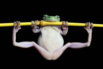 Пухнаста жаба робить гімнастику на гілці, чорний фон — стокове фото