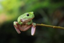 Dumpy frog sitting on branch, blurred background — Stock Photo