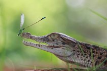 Side view of Damselfly on a crocodile, selective focus — Stock Photo