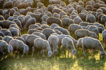 Vista panorâmica do Flock de ovelhas em um campo — Fotografia de Stock