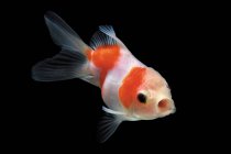 Крупним планом вид на золото риби, що плаває в акваріумі — стокове фото
