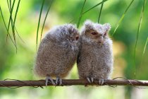 Closeup view of Two baby owls on a branch, Indonesia — Stock Photo