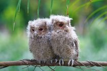 Two baby owls on a branch, Indonesia — Stock Photo