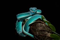 Синяя змея-яма на ветке на черном фоне — стоковое фото