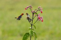 Observation en gros plan d'un oiseau nourrissant deux oisillons, Indonésie — Photo de stock