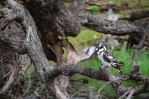 Nahaufnahme von Pied Kingfisher am Chobe River, Botswana — Stockfoto