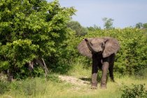 Maestosa passeggiata elefante sul sentiero vicino agli alberi — Foto stock
