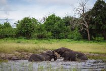 Dois elefantes brincando no rio Chobe, Botsuana — Fotografia de Stock