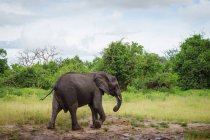 Elefant läuft durch Chobe River, Botswana — Stockfoto