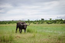Vista panoramica di Buffalo in piedi vicino al fiume Chobe, Botswana — Foto stock