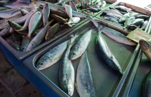 Свежая рыба на рыбном рынке, крупный план — стоковое фото