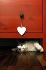 Gato deitado sob uma caixa de gavetas, vista close-up — Fotografia de Stock