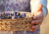 Жінка тримає кошик з квітами лаванди — стокове фото