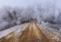 Vista panorámica del Camino a través del bosque de invierno, Argovia, Suiza - foto de stock
