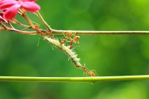 Cinco hormigas alimentándose de una oruga sobre fondo borroso - foto de stock