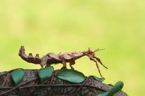 Вид збоку Клейка комаха на розмитому фоні — стокове фото