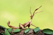 Primo piano vista di Stick insetto contro sfondo sfocato — Foto stock