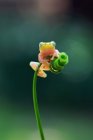 Лягушка сидит на зеленом растении на размытом фоне — стоковое фото