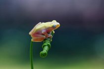 Tree frog sitting on green plant against blurred background — Stock Photo